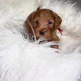 Chai - Red  male Goldendoodle puppy in Humble, Texas from Simply Dane Doodles