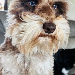 Rocky - Miniature Schnauzer