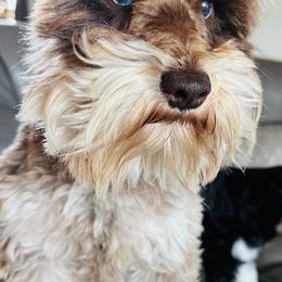 Rocky - Miniature Schnauzer