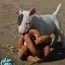 Bull Terrier Puppies from Mary Holsen