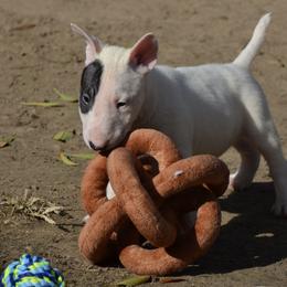 Bull Terrier Puppies from Mary Holsen