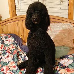 Missy - Poodle
