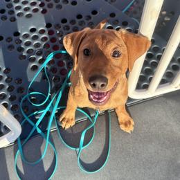 Porter - Yellow male Labrador Retriever puppy in Menomonee Falls, Wisconsin from Steppinstone Dog Training and Labradors/BC’s