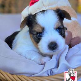Michelle Jones - Black tan and white female Biewer Terrier puppy in California from Corazon de gigante
