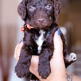 Goldendoodle Puppies from Lucky's Doodlez