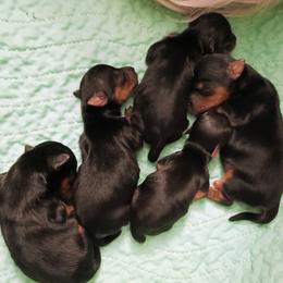 Bunny - Black and tan female Yorkshire Terrier puppy in New Holland, Pennsylvania from Ellie's Cute as a Button Yorkies