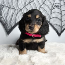 Kit Kat (Pink Collar) - Black and cream female Dachshund puppy in Redding, California from Jean & Mae Doxies