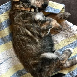 Bernedoodle Puppies from Cry Woof LLC