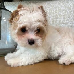 Beau - Parti male Yorkshire Terrier puppy in Calhoun, Georgia from Peach State Yorkies
