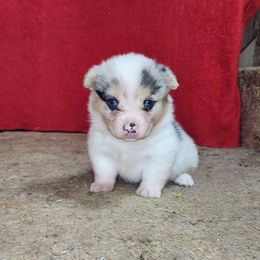 Azula - American Corgi puppy from Nightstreak Corgis