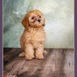 Pamela - Red female Cockapoo puppy in Connersville, Indiana from Deaz Doodle Ranch
