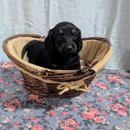 Penny - Black and cream female Dachshund puppy in Lyles, Tennessee from Knox Ridge Dachshunds