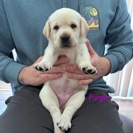 Purple - Yellow female Labrador Retriever puppy in Temecula, California from Oak Valley Labradors