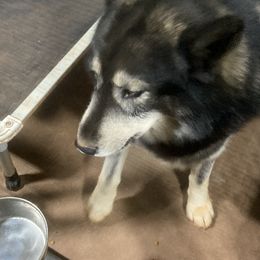 Apollo - Agouti and white Siberian Husky puppy in Carnesville, Georgia from Our Southern Siberian Huskies