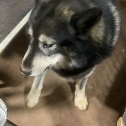 Apollo - Agouti and white Siberian Husky puppy in Carnesville, Georgia from Our Southern Siberian Huskies