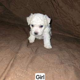 Ruby - White female Bichon Frise puppy in Altmar, Louisiana from Abbott Animals