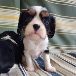 Dot - Tri-color female Cavalier King Charles Spaniel puppy in Soddy Daisy, Tennessee from Cocoa Cavaliers