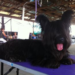 Skye Terrier All Grown Up from Skye Terriers ‘Of Wallace’s Coven’