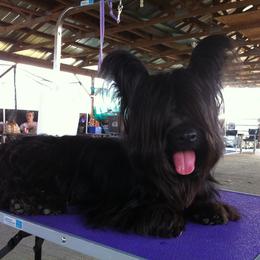 Skye Terrier All Grown Up from Skye Terriers ‘Of Wallace’s Coven’