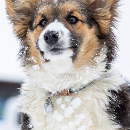 Pembroke Welsh Corgis from Pyne Corgis