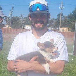 Blue bandana boy - Blue male Pembroke Welsh Corgi puppy in Cherokee, Oklahoma from MCS Farms-OK