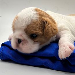 Enchanting Charlies Perfect Fit - Red and white female English Toy Spaniel puppy in Pennsylvania from Enchanting Charlies