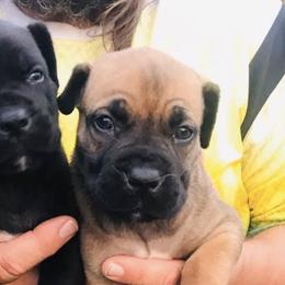 Boerboels from Dream Team Boerboel