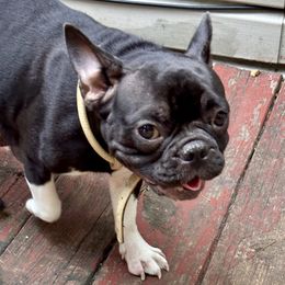 Maggie - French Bulldog