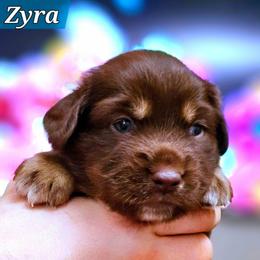 Zyra - Red tri female Miniature Australian Shepherd puppy in Punta Gorda, Florida from Christie's Creekside Aussies