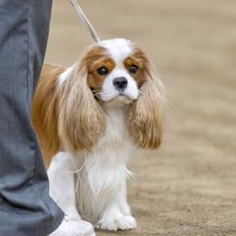 Pumbaa - Cavalier King Charles Spaniel