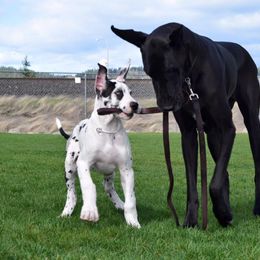 Great Dane Puppies from Dunn Right Ranch