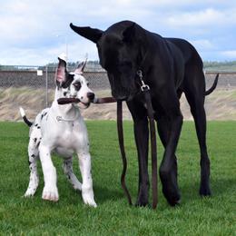 Great Dane Puppies from Dunn Right Ranch