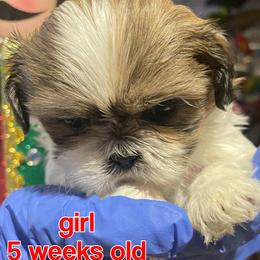 Sasha - Cream and white female Shih Tzu puppy in Ogden, Utah from With Love