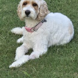 Fiona - Goldendoodle