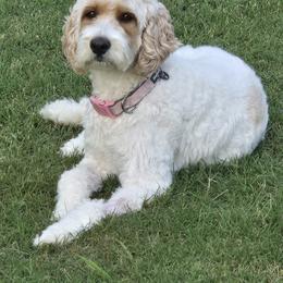 Fiona - Goldendoodle