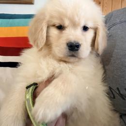 Neon Green Collar Girl - Golden female Golden Retriever puppy in Garrison, Montana from Mattiaci Goldens