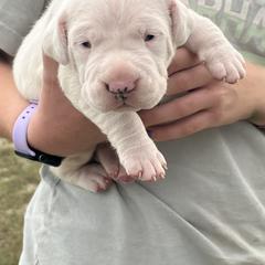 Boy 1 - White male Dogo Argentino puppy in Roundup, Montana from Storm Dogos & Country Corgis