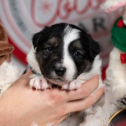 Atlas - Black and white male Border Collie puppy in Conway, Missouri from 2J 2K Border Collies | Maremma Sheepdogs