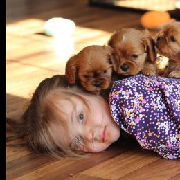 Cavalier King Charles Spaniel and Cavapoo Puppies from Country Life Cavaliers