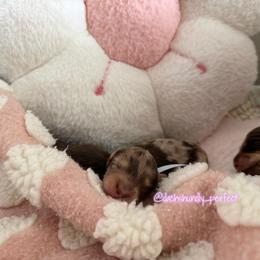 S'more- 5000 - Dapple male Dachshund puppy in Summerfield, Florida from Dachshundly Perfect