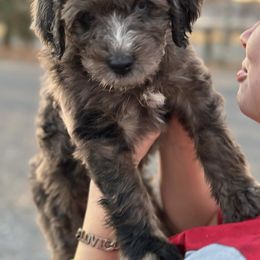 Aussiedoodle and Australian Shepherd Puppies from Mr and Mrs Doodle Farm