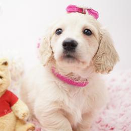 Winnie - Cream female Dachshund puppy in Big Rapids, Michigan from 30 Acre Woods Dachshunds