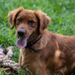 Golden Retriever puppies from True Grit Golden Retrievers