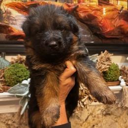 Baxor - Black and red male German Shepherd puppy in Snohomish, Washington from Wataha Shepherds