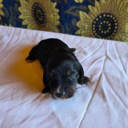 Girl 4 - Black and tan female Dachshund puppy in Fallon, Nevada from Butterbean Dachshunds