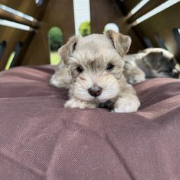 Miniature Schnauzer Puppies from Rooted Hearts Miniature Schnauzers