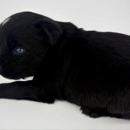 Jordan - Black male Toy Australian Shepherd puppy in Smithville, Arkansas from Cooper Creek Aussies
