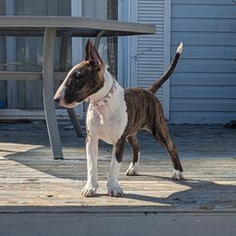 Bull Terrier Puppies from Lynn Hill Bull Terriers