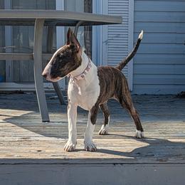 Bull Terrier Puppies from Lynn Hill Bull Terriers