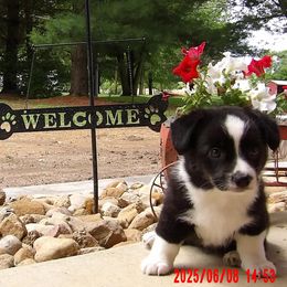 Girl 1 - Black and white female Cardigan Welsh Corgi puppy in Lynchburg, Ohio from Old Iron Farm